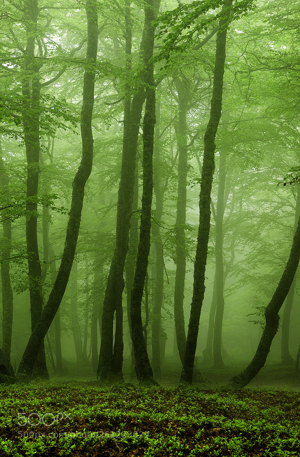 Nikon D700 sample photo. Bosque verde photography