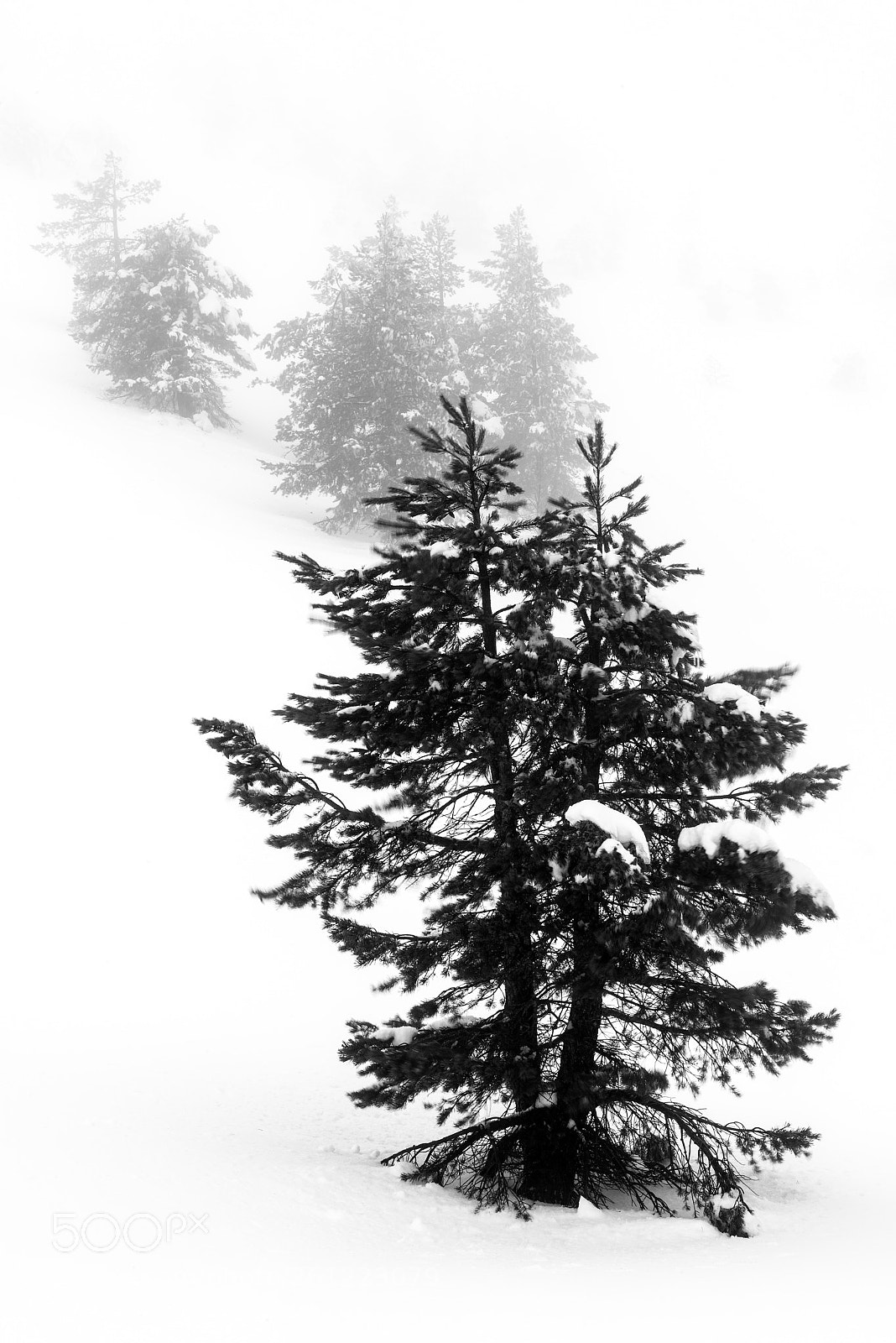 Nikon D810 sample photo. Tormenta de nieve photography