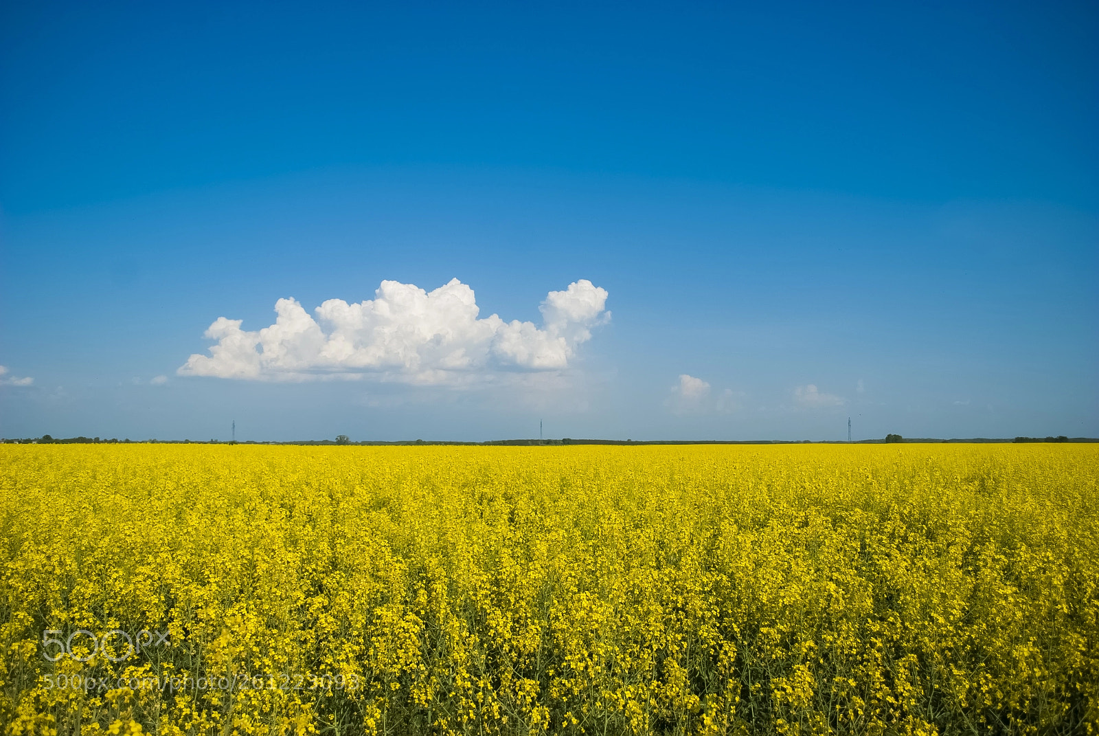 Nikon D200 sample photo. Canola photography