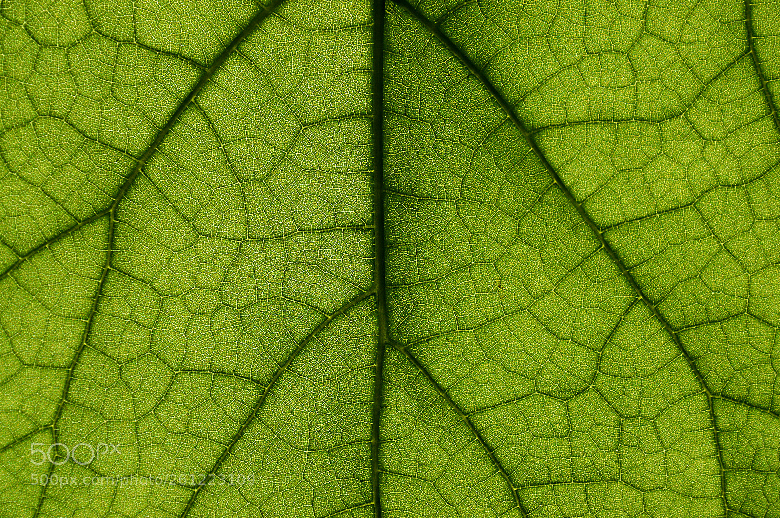 Nikon D3200 sample photo. Leaf veins photography