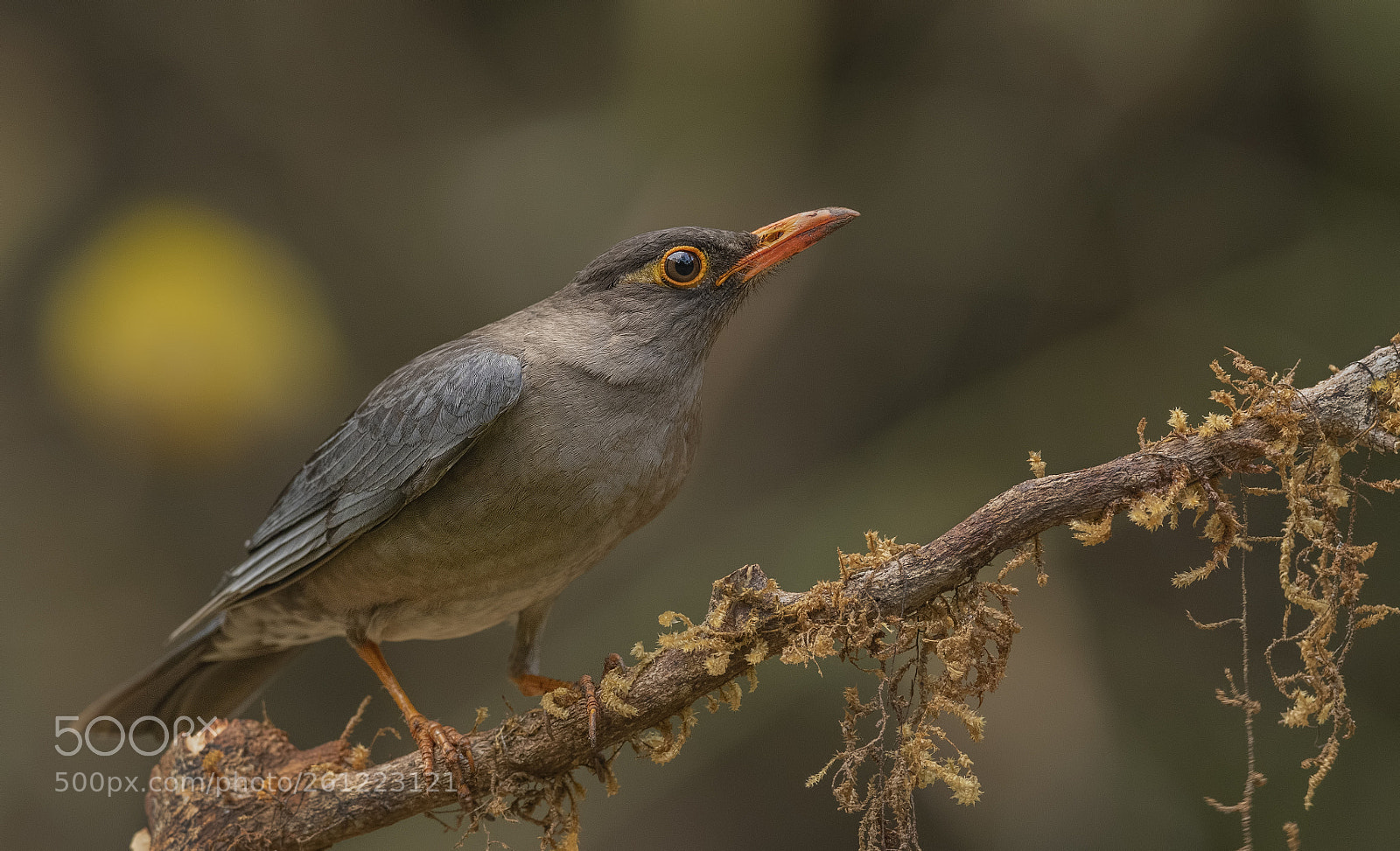 Nikon D500 sample photo. Indian blackbird male photography