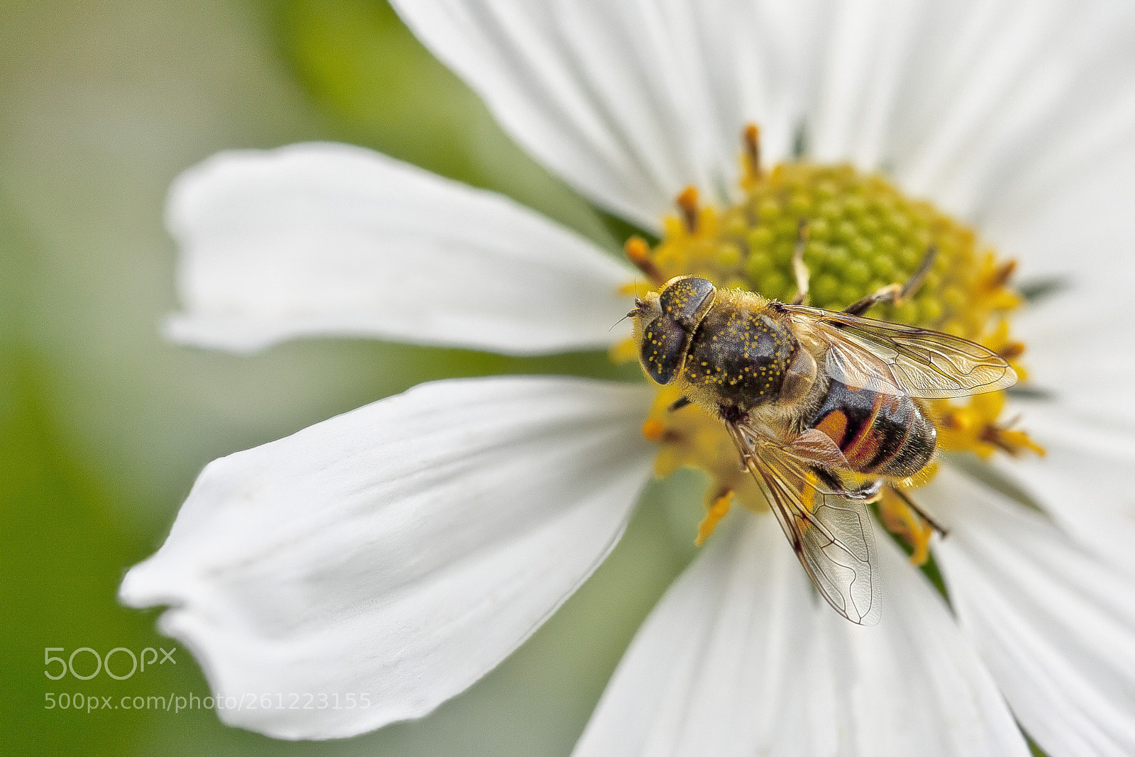 Canon EOS 5D Mark II sample photo. Busy bee photography
