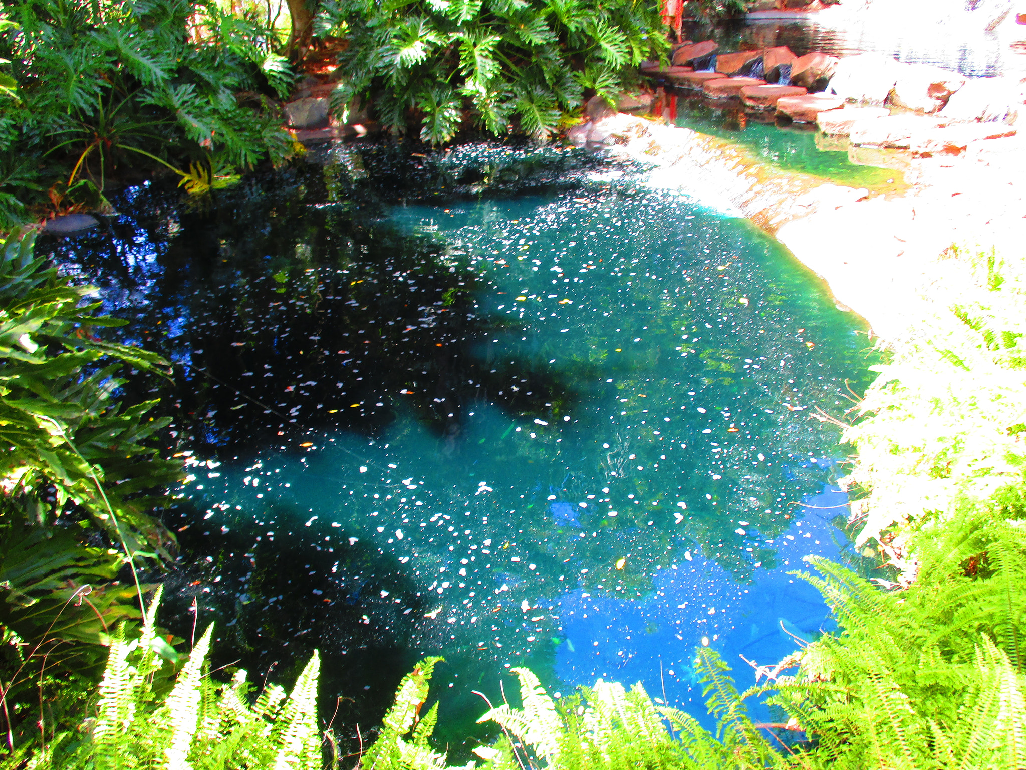 Canon IXUS 185 sample photo. Pond photography