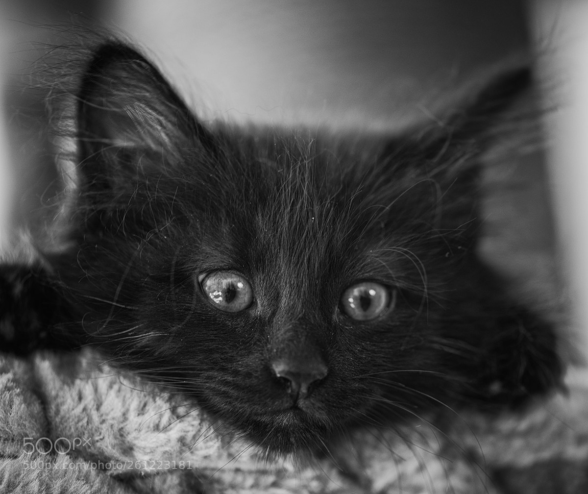 Nikon D750 sample photo. Benno photography