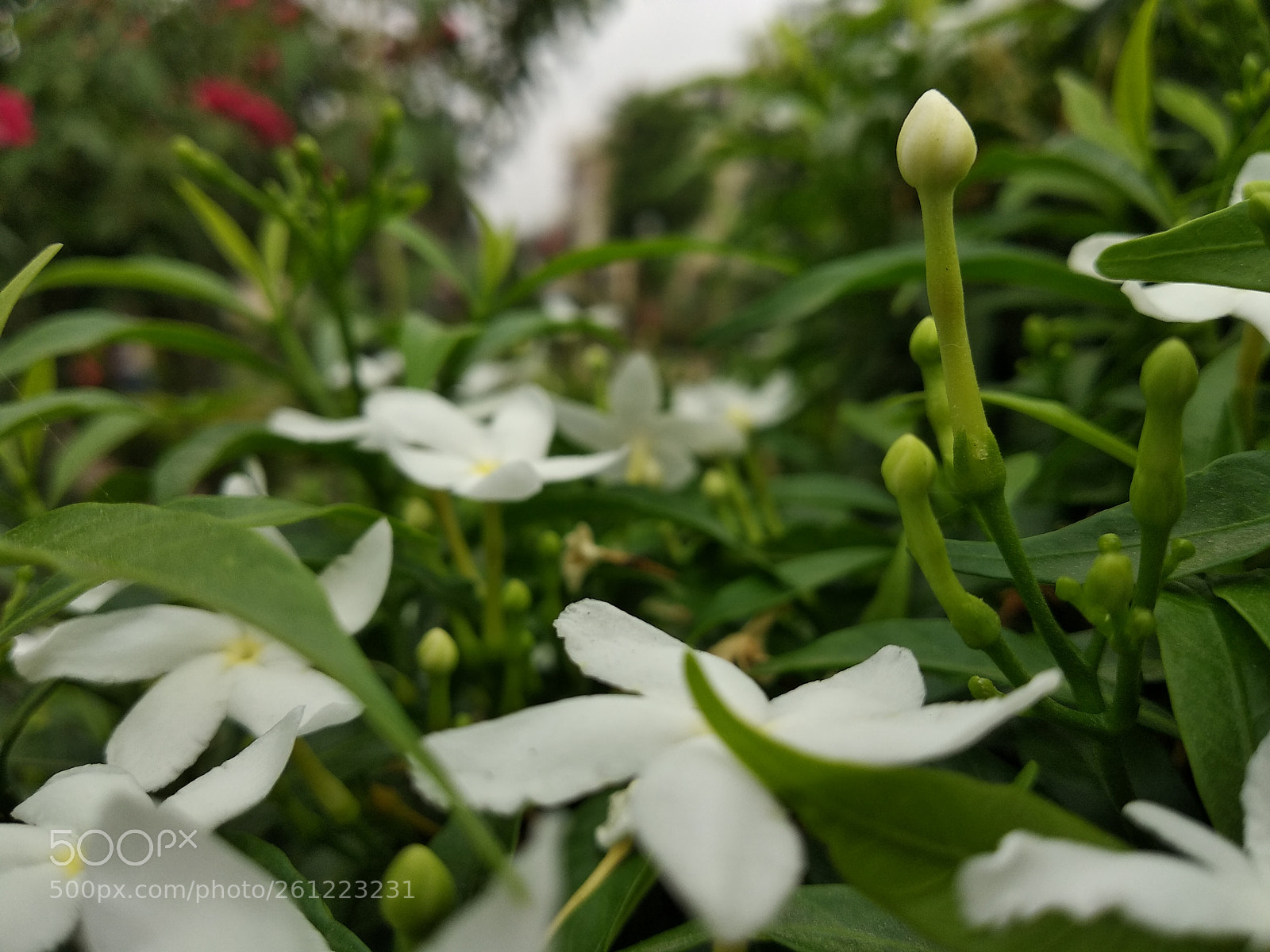 Xiaomi Redmi Note 5 sample photo. Untitled photography