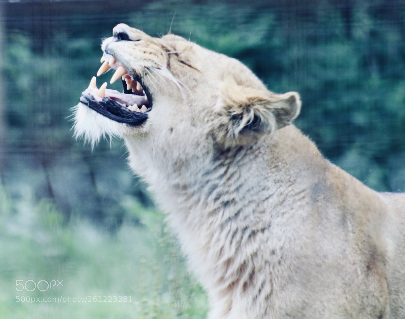 Canon EOS 1300D (EOS Rebel T6 / EOS Kiss X80) sample photo. Lioness photography