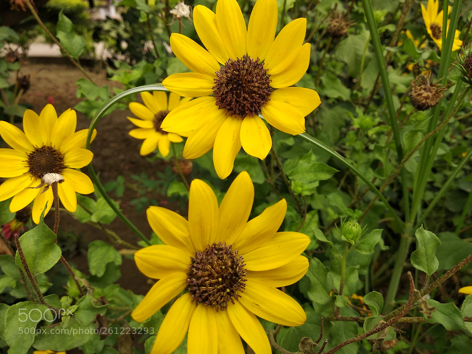 Xiaomi Redmi Note 5 sample photo.  african daisy photography