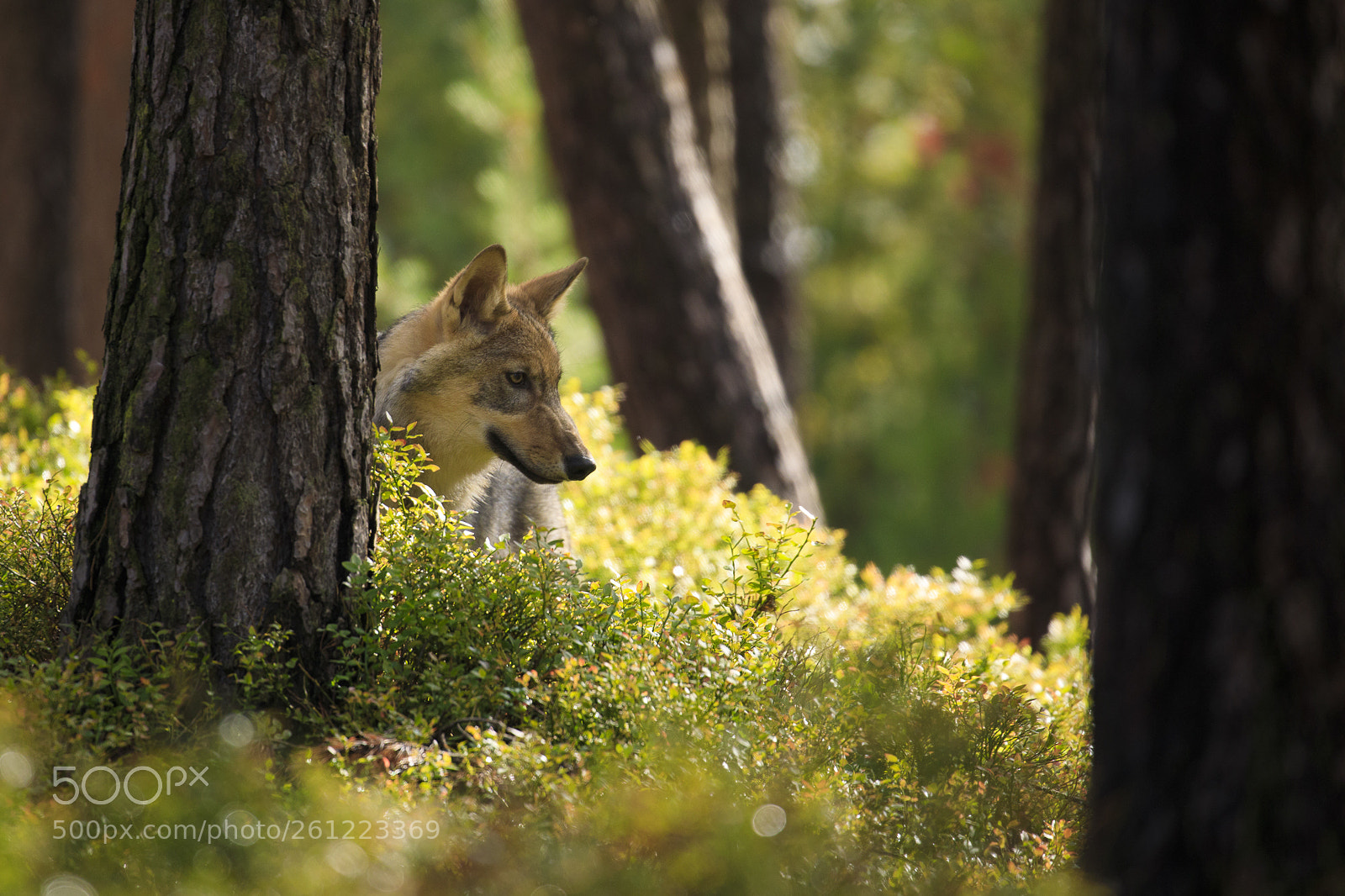 Canon EOS 5D Mark IV sample photo. Wolf ii photography