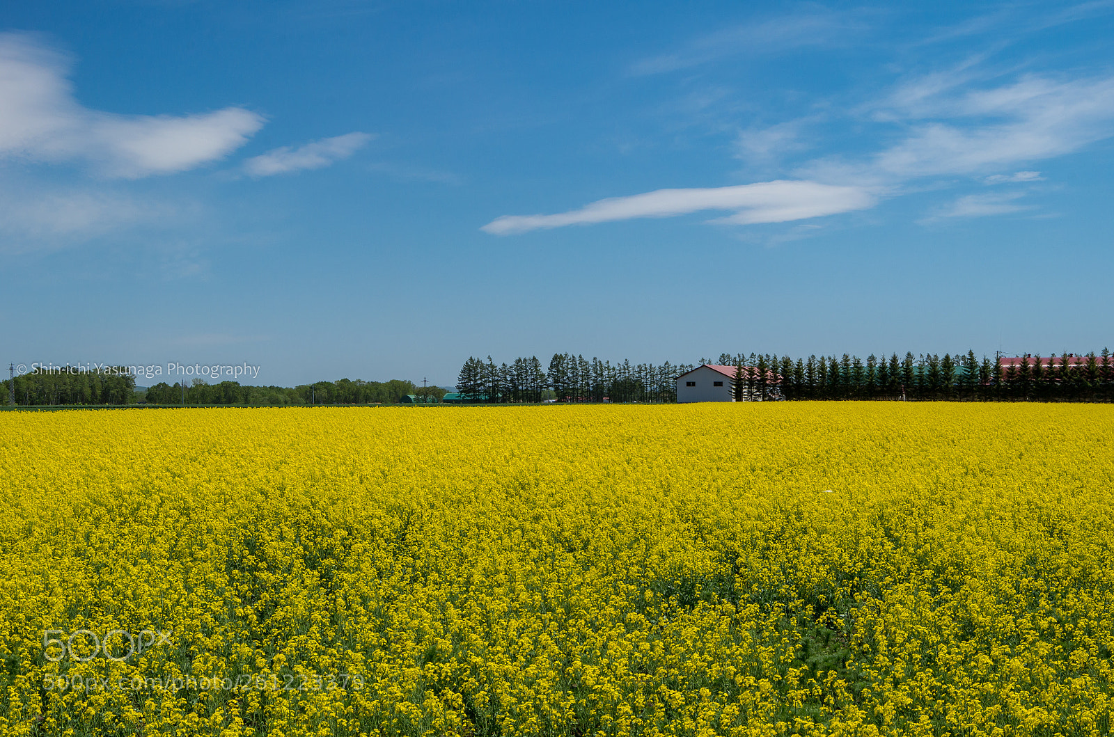 Pentax K-30 sample photo. Canola field photography