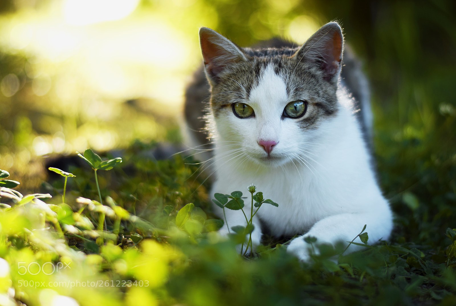 Nikon D3300 sample photo. Kitty ♥ photography