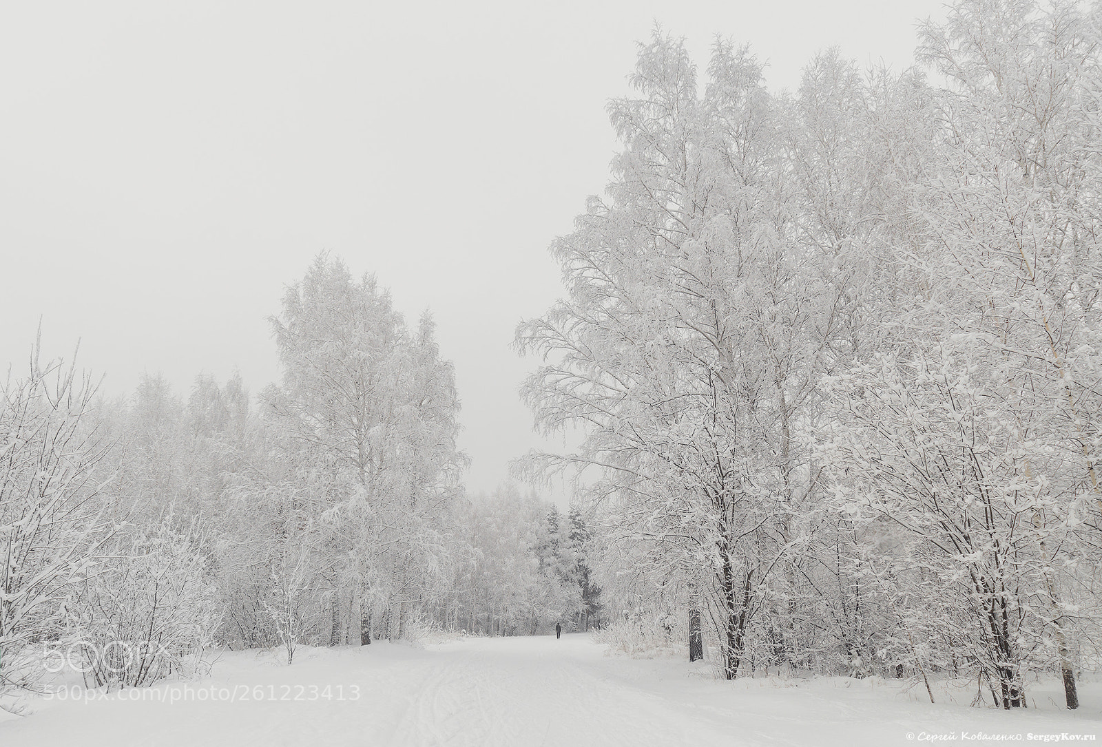 Sony SLT-A58 sample photo. White birches covered with photography