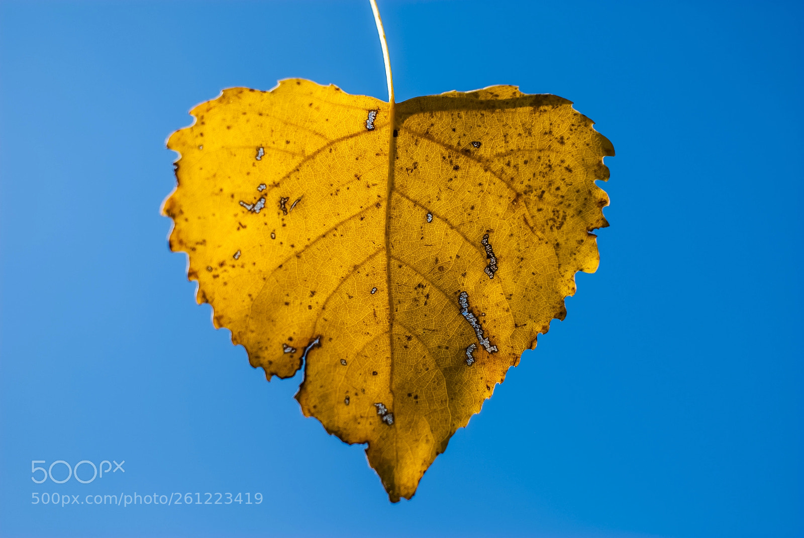 Nikon D200 sample photo. Yellow leaf photography