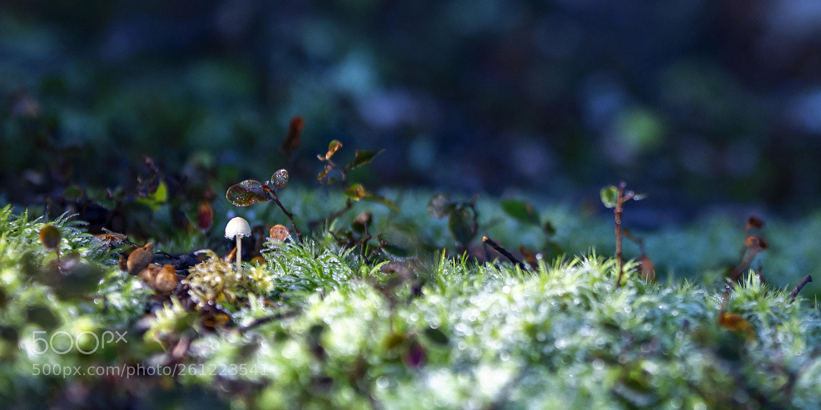 Canon EOS 5D Mark IV sample photo. Little fungi photography