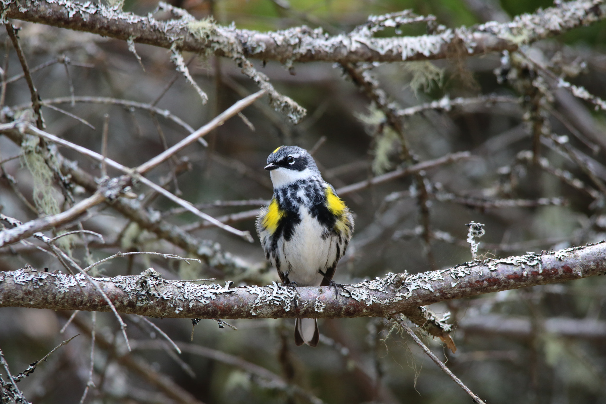 Canon EOS 750D (EOS Rebel T6i / EOS Kiss X8i) + Sigma 150-500mm F5-6.3 DG OS HSM sample photo. Myrtle warbler photography