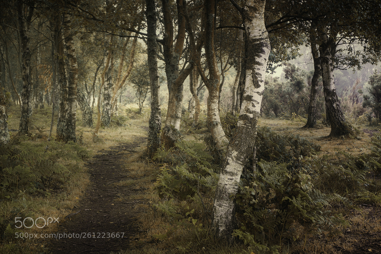 Sony a6000 sample photo. New forest photography