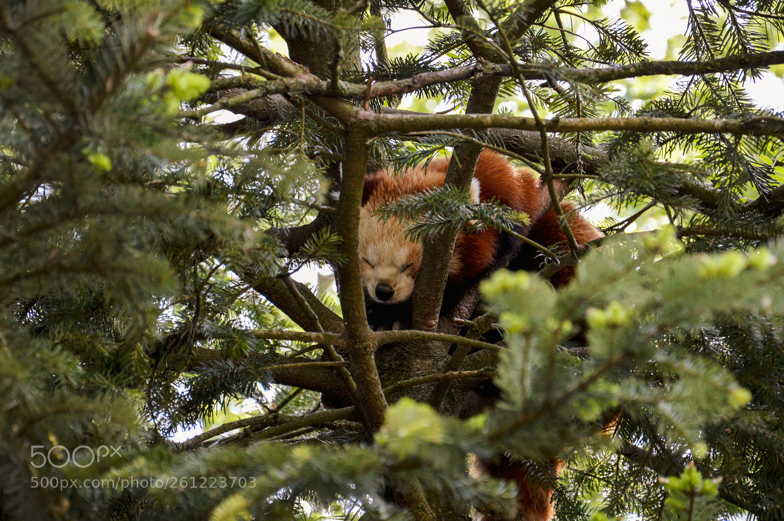Nikon D3200 sample photo. Sleeping red panda photography