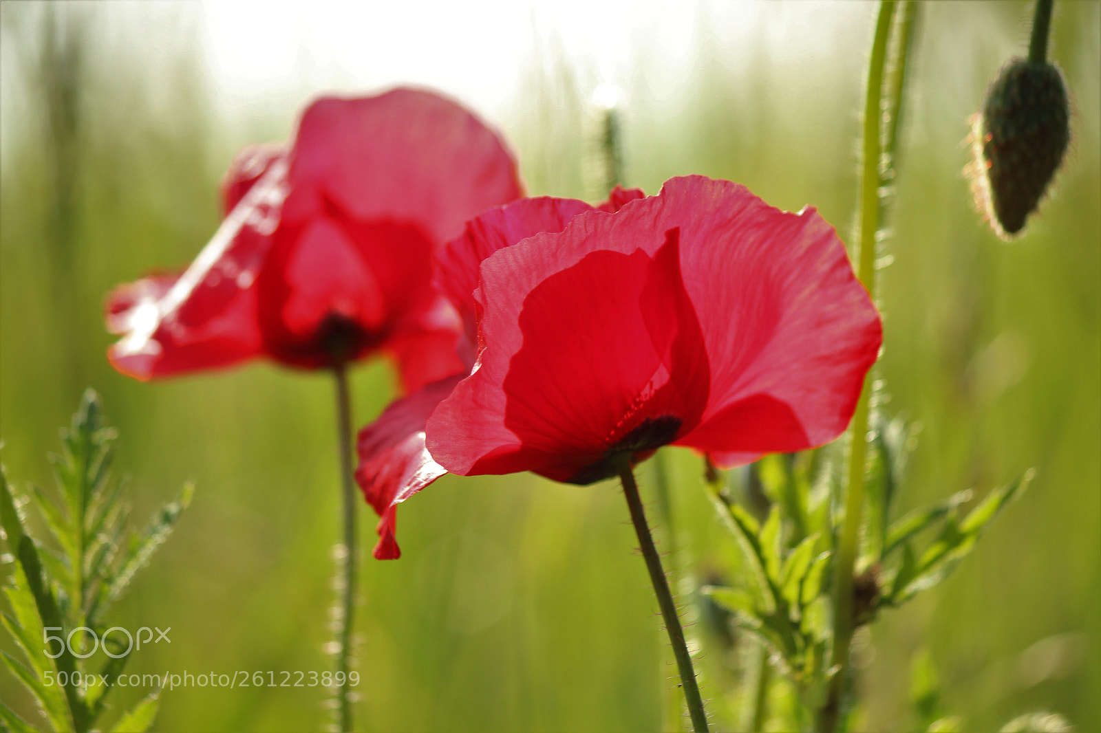 Canon EOS 600D (Rebel EOS T3i / EOS Kiss X5) sample photo. Klaprozen  photography