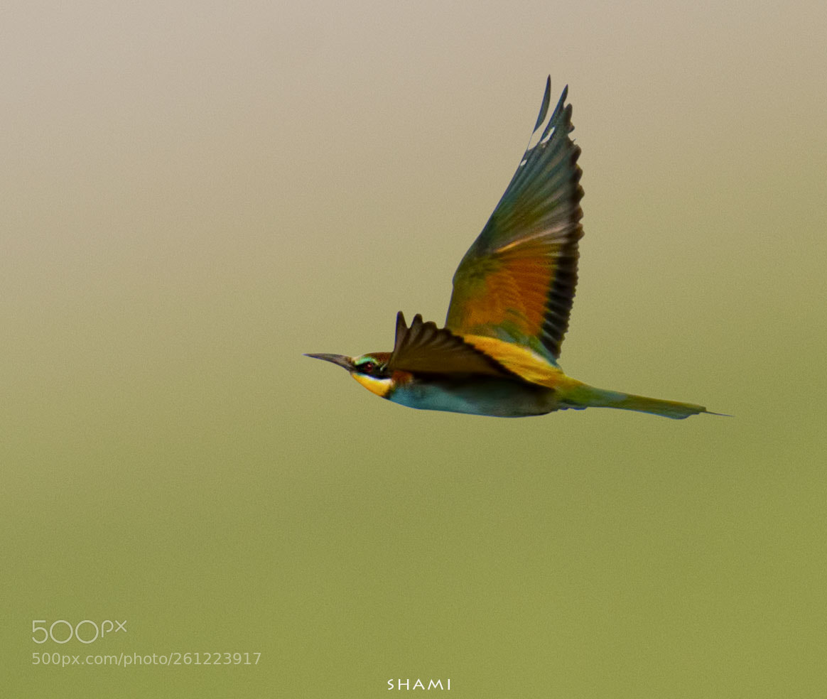 Nikon D800E sample photo. European bee eater photography