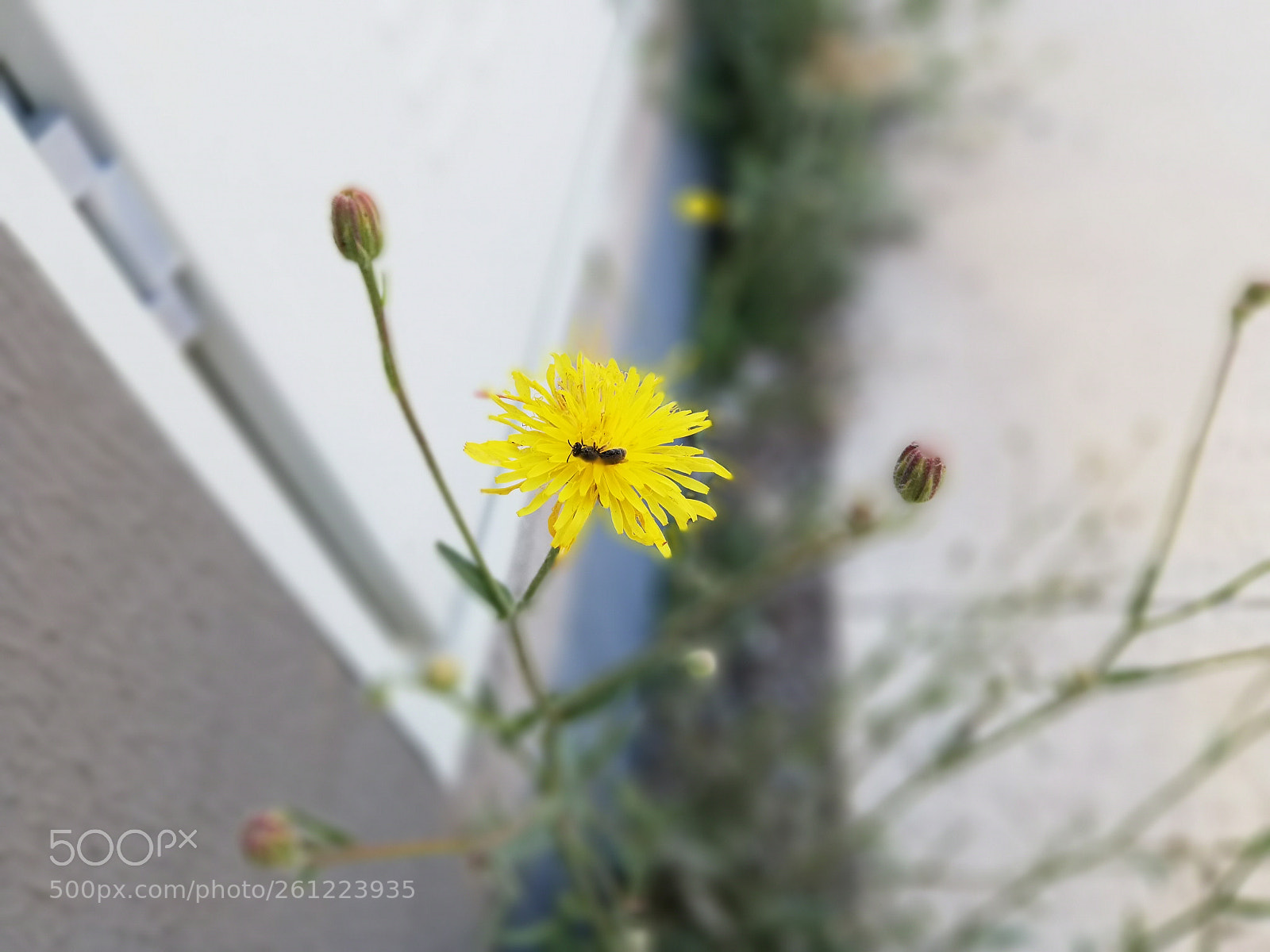 HUAWEI P20 lite sample photo. Untitled photography