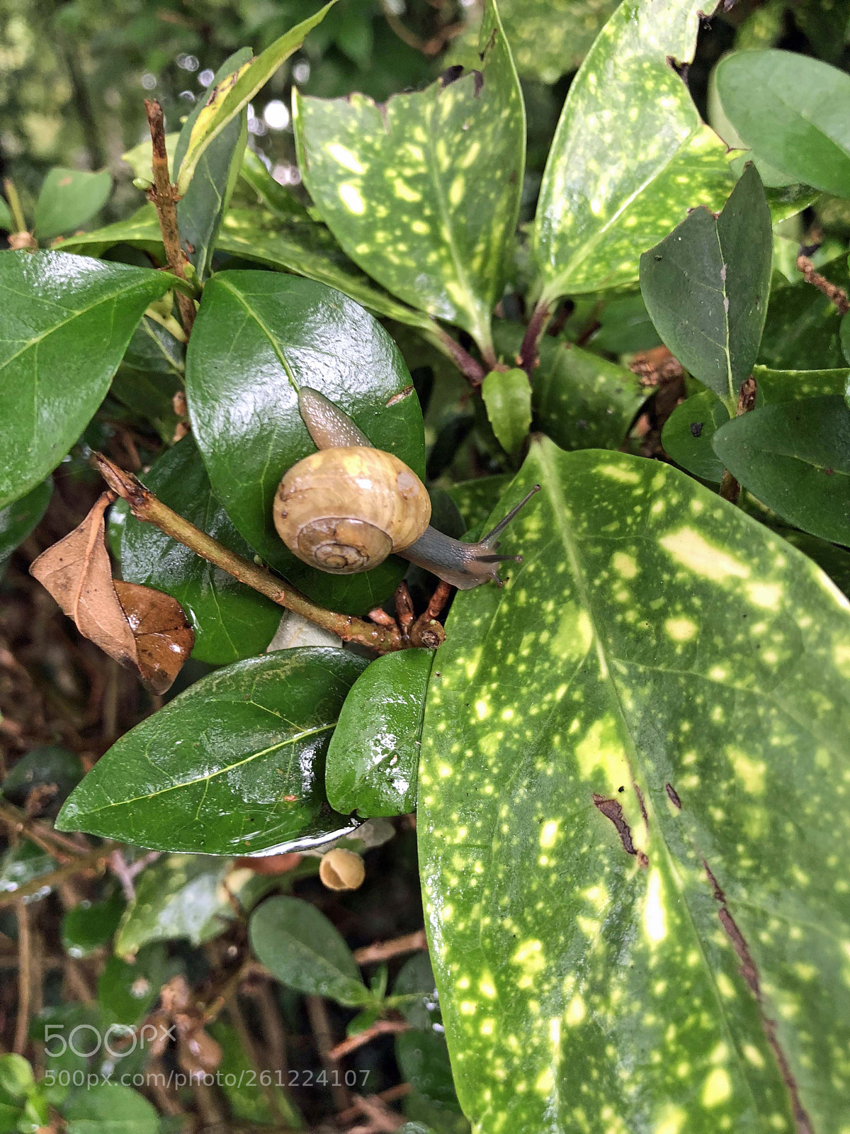 Apple iPhone X sample photo. Hazardous crossing photography
