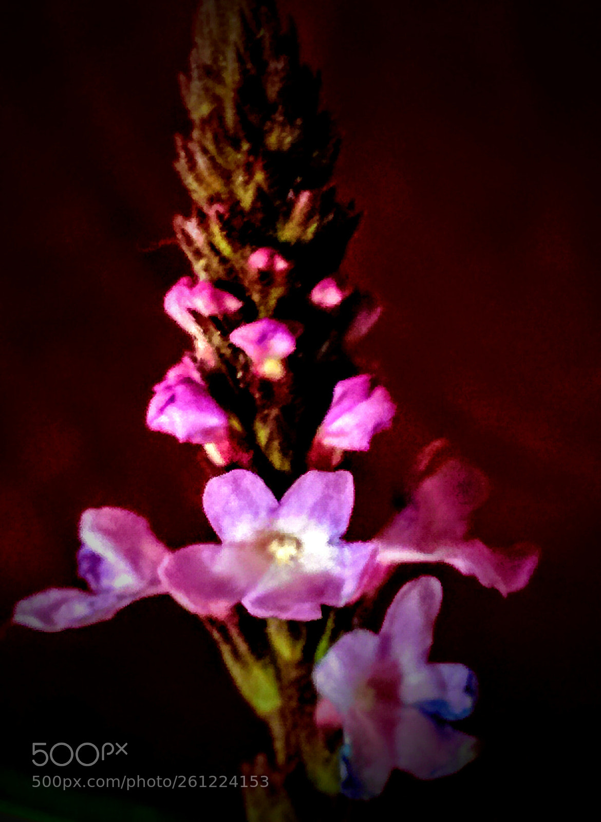 LG Nexus 5 sample photo. Verbena officinalis photography