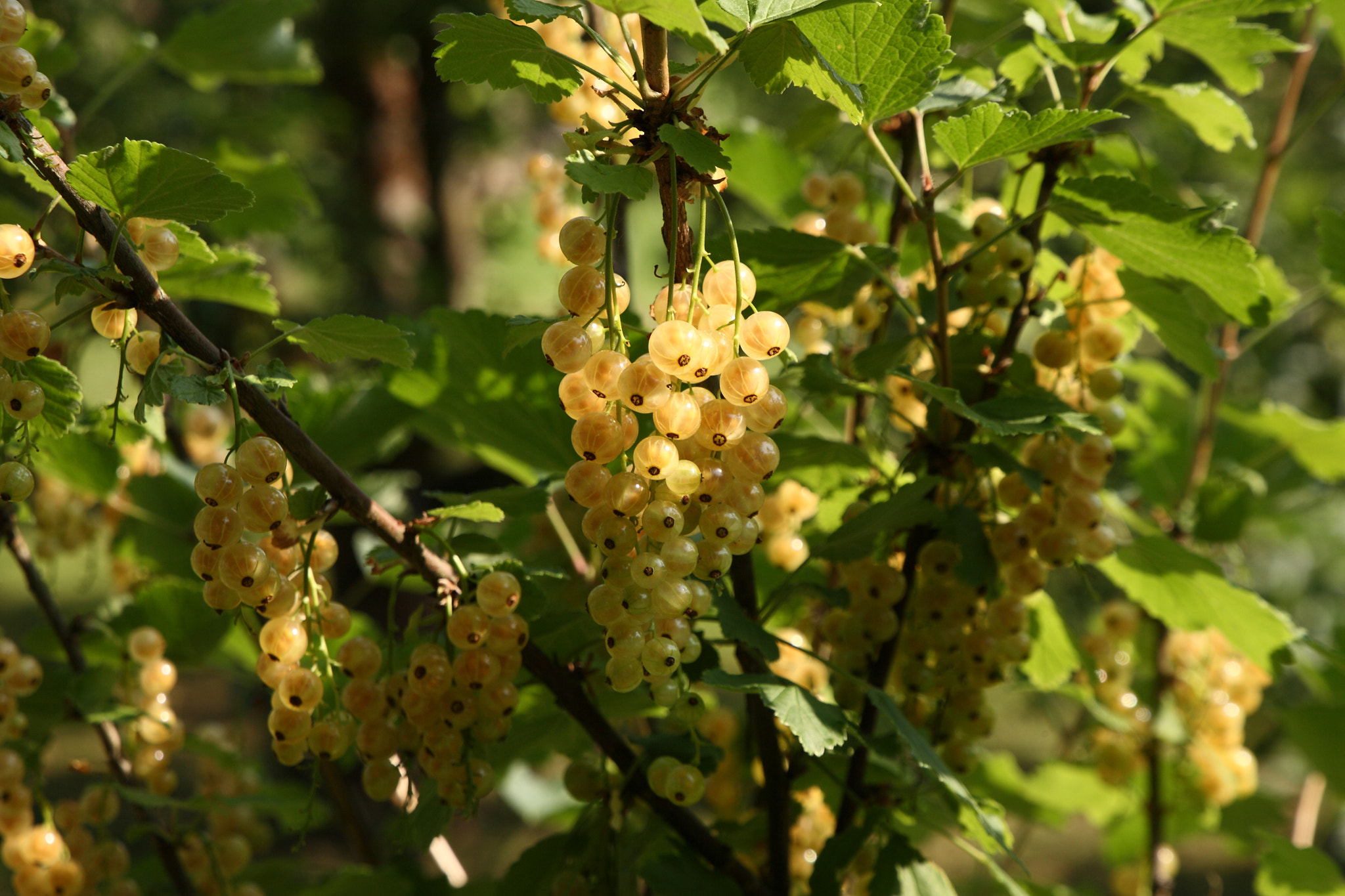 Canon EOS 5D + Canon EF 24-105mm F3.5-5.6 IS STM sample photo. White currant photography