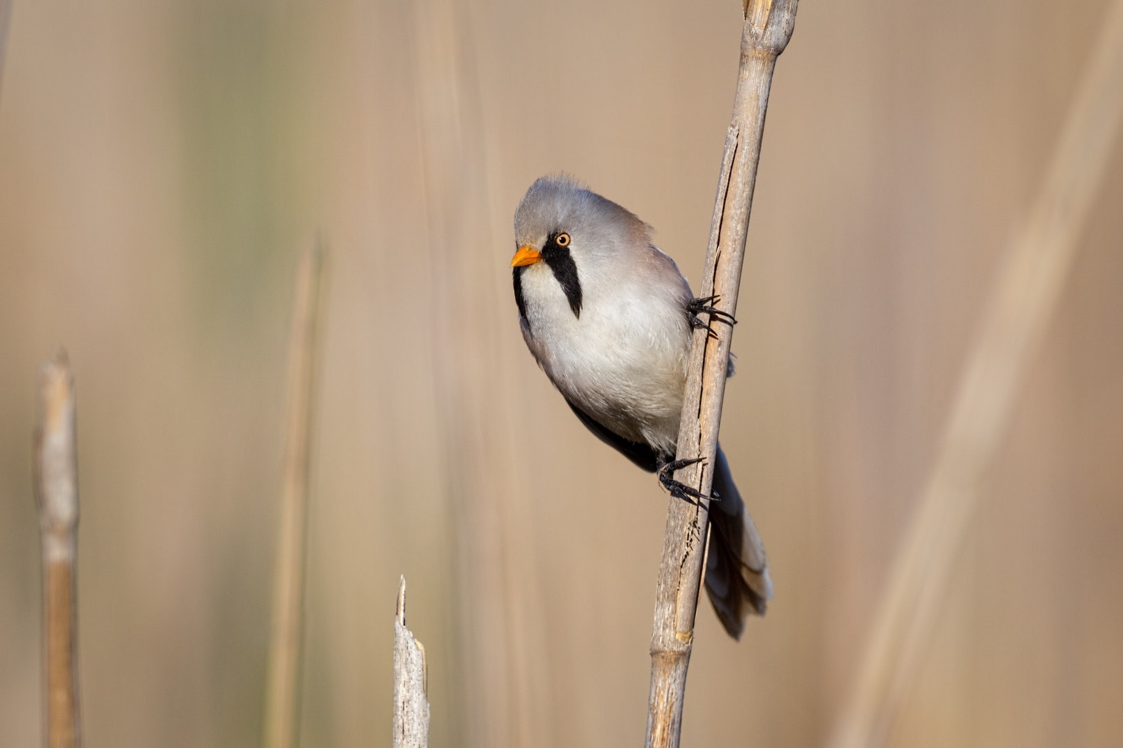 Canon EOS-1D Mark IV sample photo. Delta del danubio photography