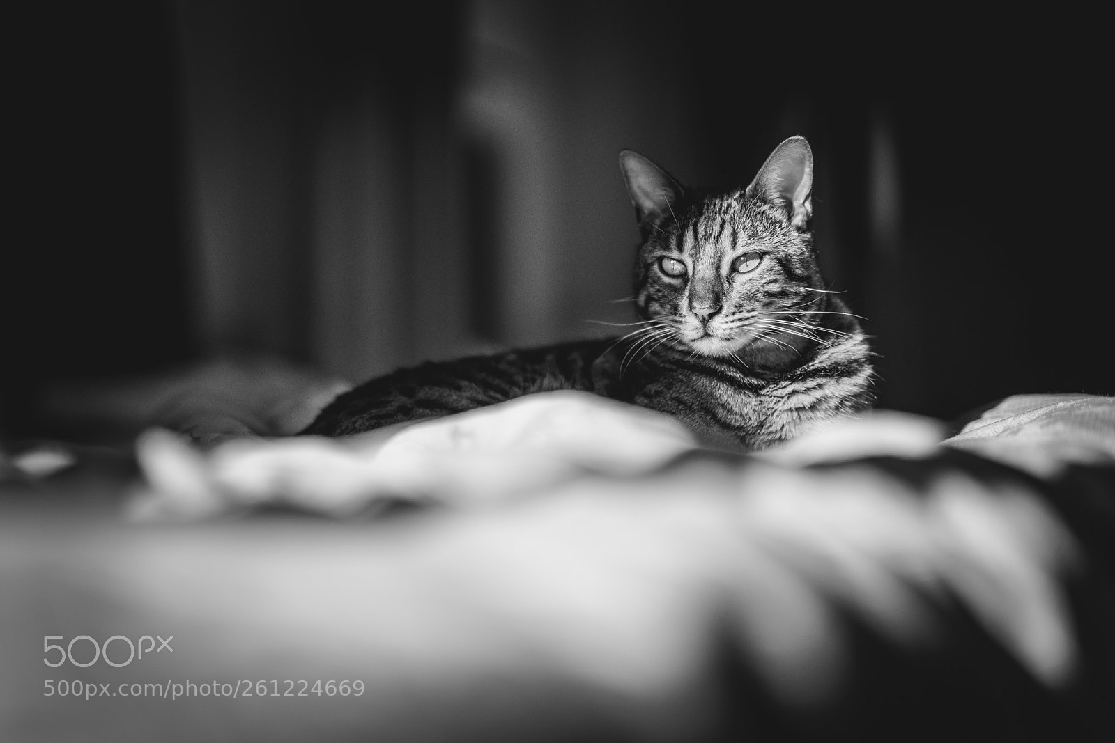 Sony a7R III sample photo. Maximus photography