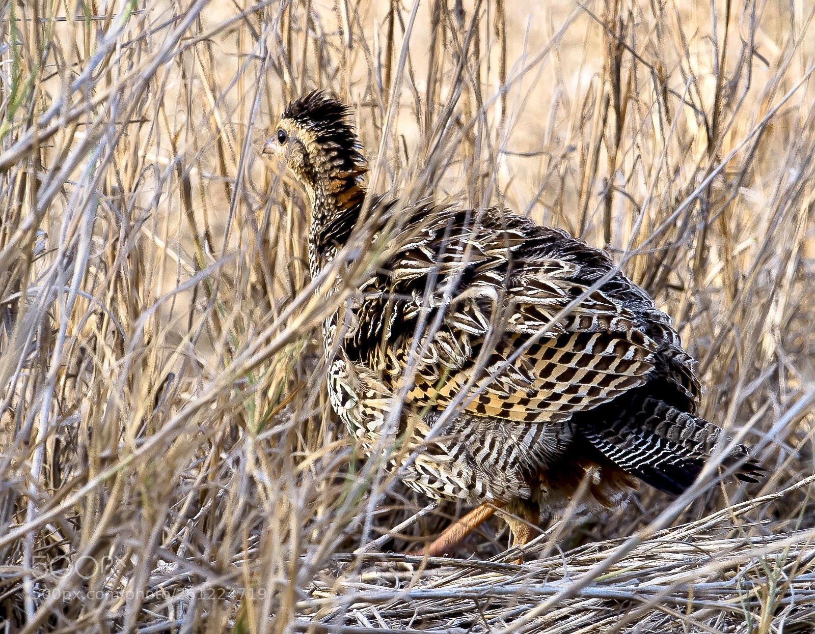 Nikon D5 sample photo. Black francolin female photography