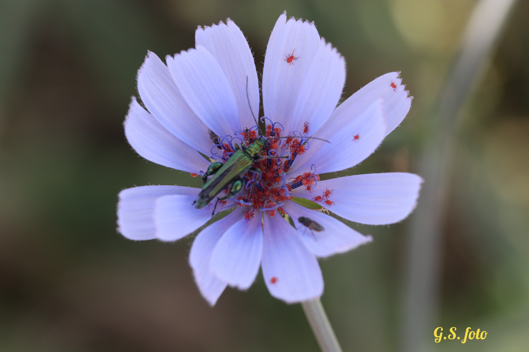 Canon EOS 800D (EOS Rebel T7i / EOS Kiss X9i) sample photo. So much life on a flower photography