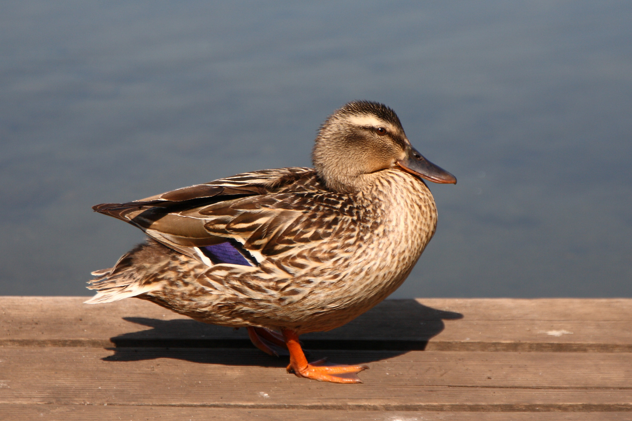 Canon EOS 5D sample photo. Young duck photography