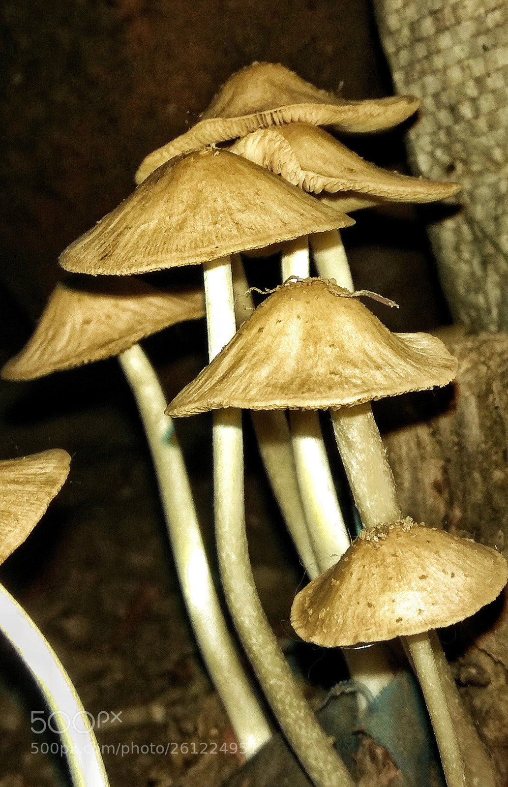 Xiaomi Redmi Note 4 sample photo. Mushroom photography