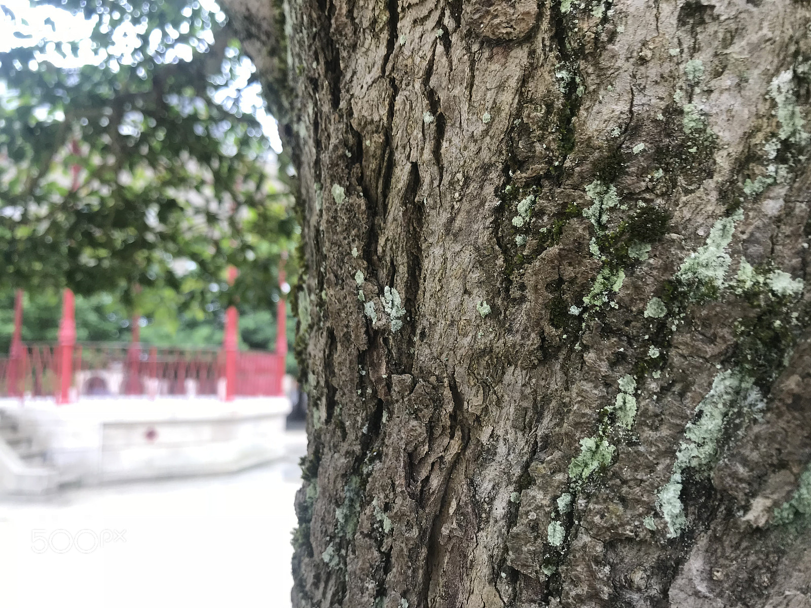 Apple iPhone 7 sample photo. Bokeh photography