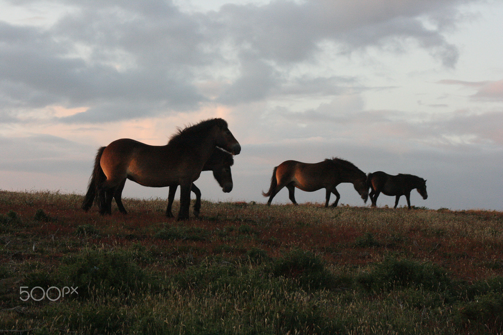 Canon EOS 400D (EOS Digital Rebel XTi / EOS Kiss Digital X) sample photo. Exmoore ponies photography