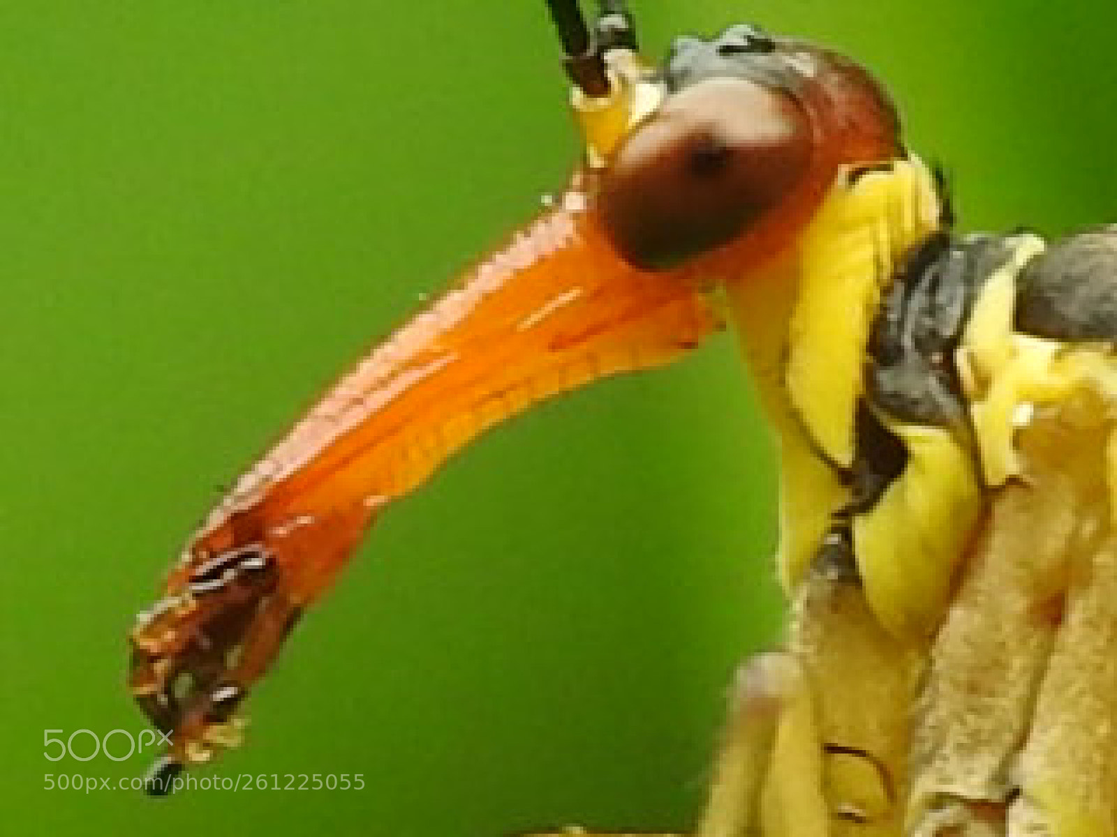 Nikon Coolpix P900 sample photo. Scorpion fly photography