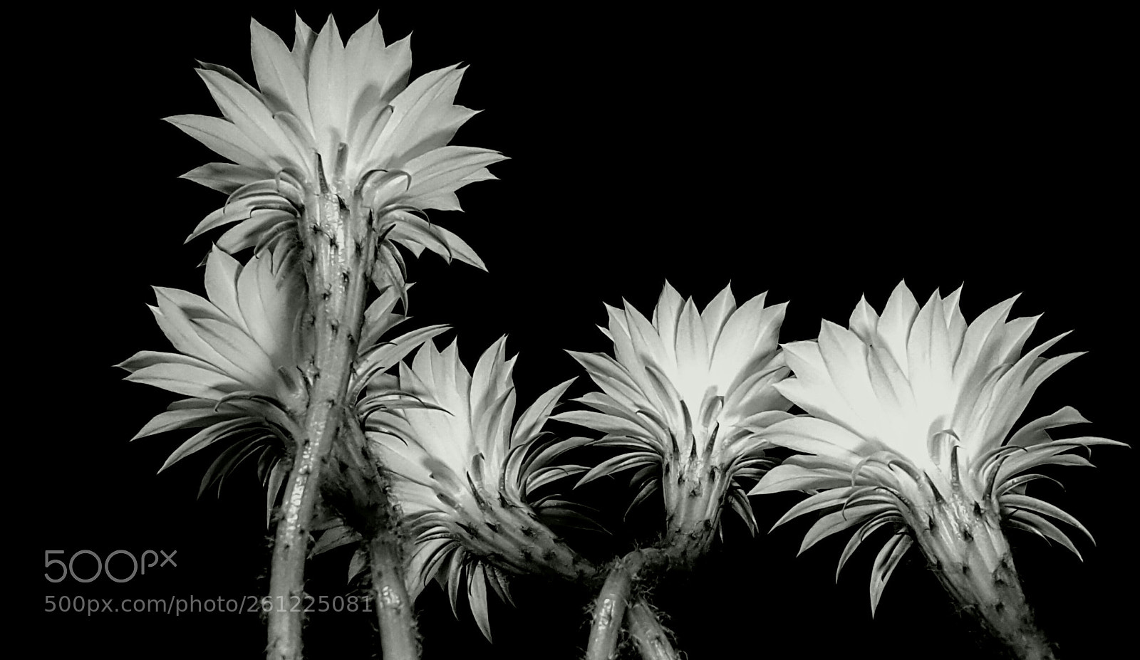 Samsung Galaxy S6 sample photo. Cactus photography