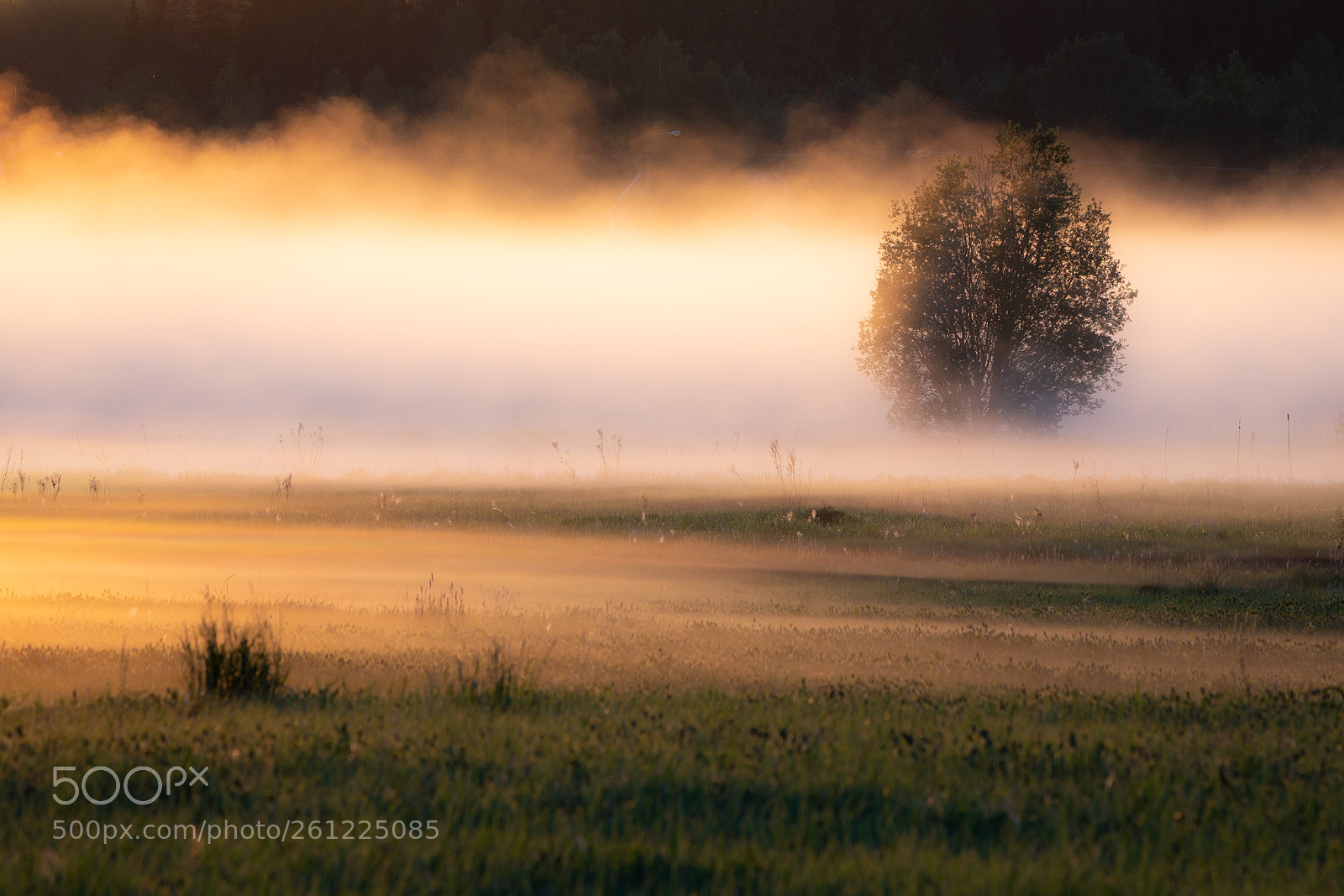 Canon EOS 6D sample photo. Misty morning photography