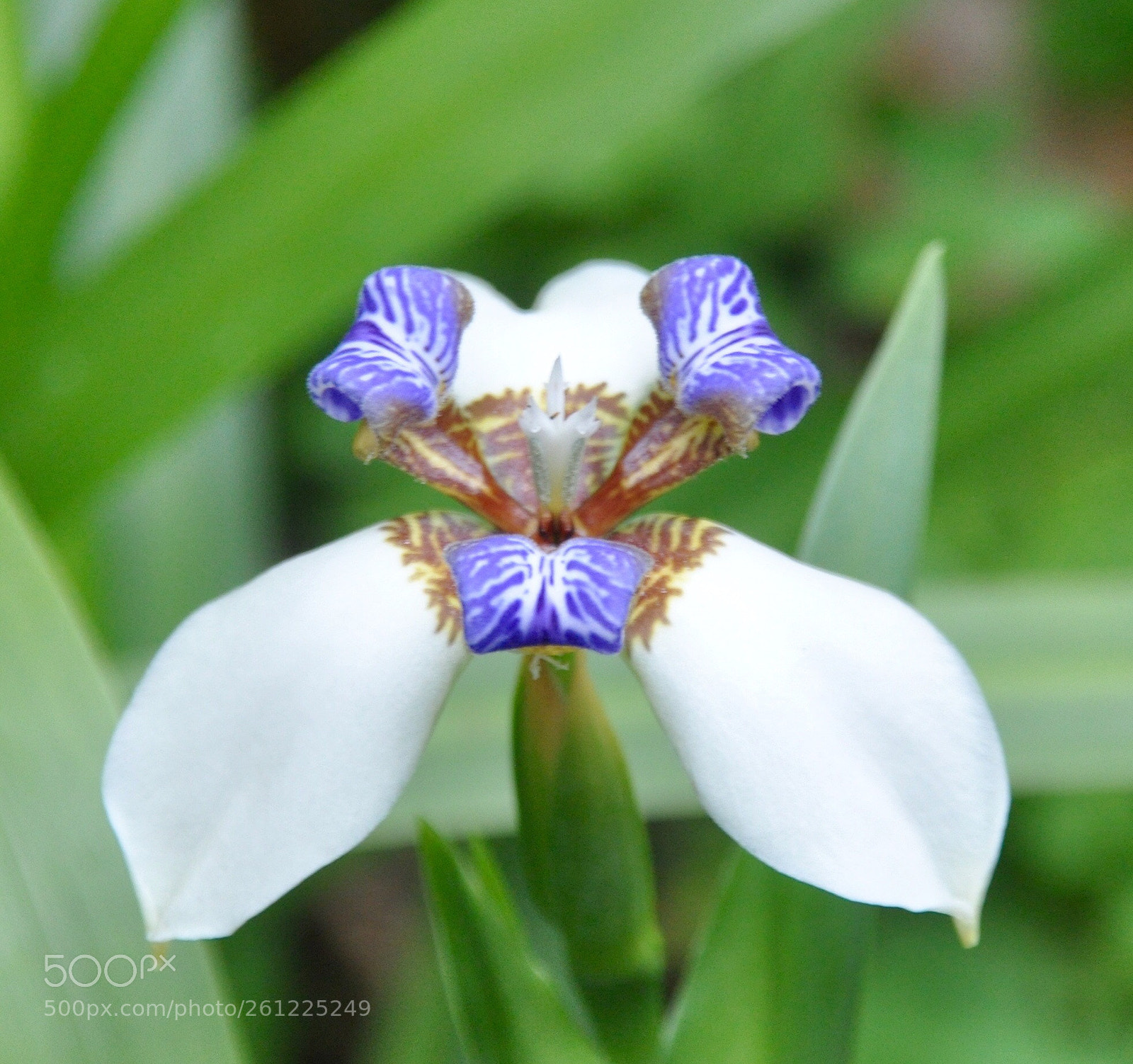 Nikon D90 sample photo. Orchid photography