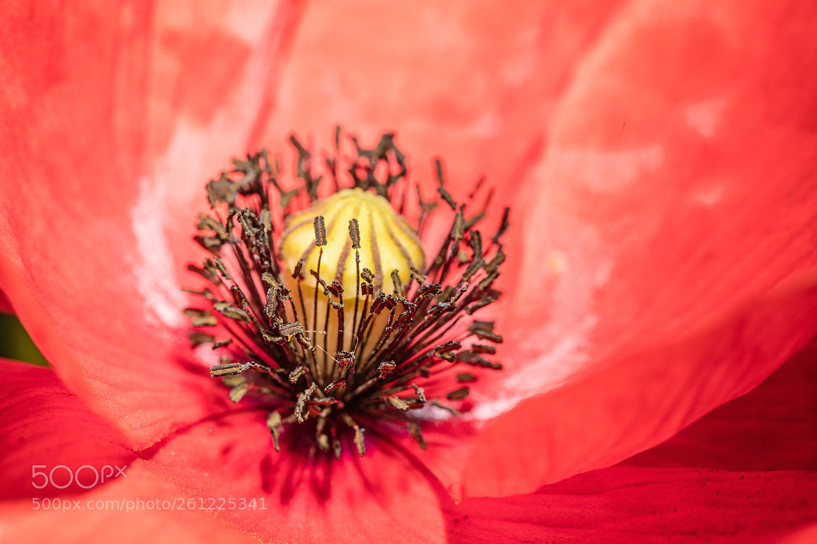 Canon EOS 5DS R sample photo. Poppy photography