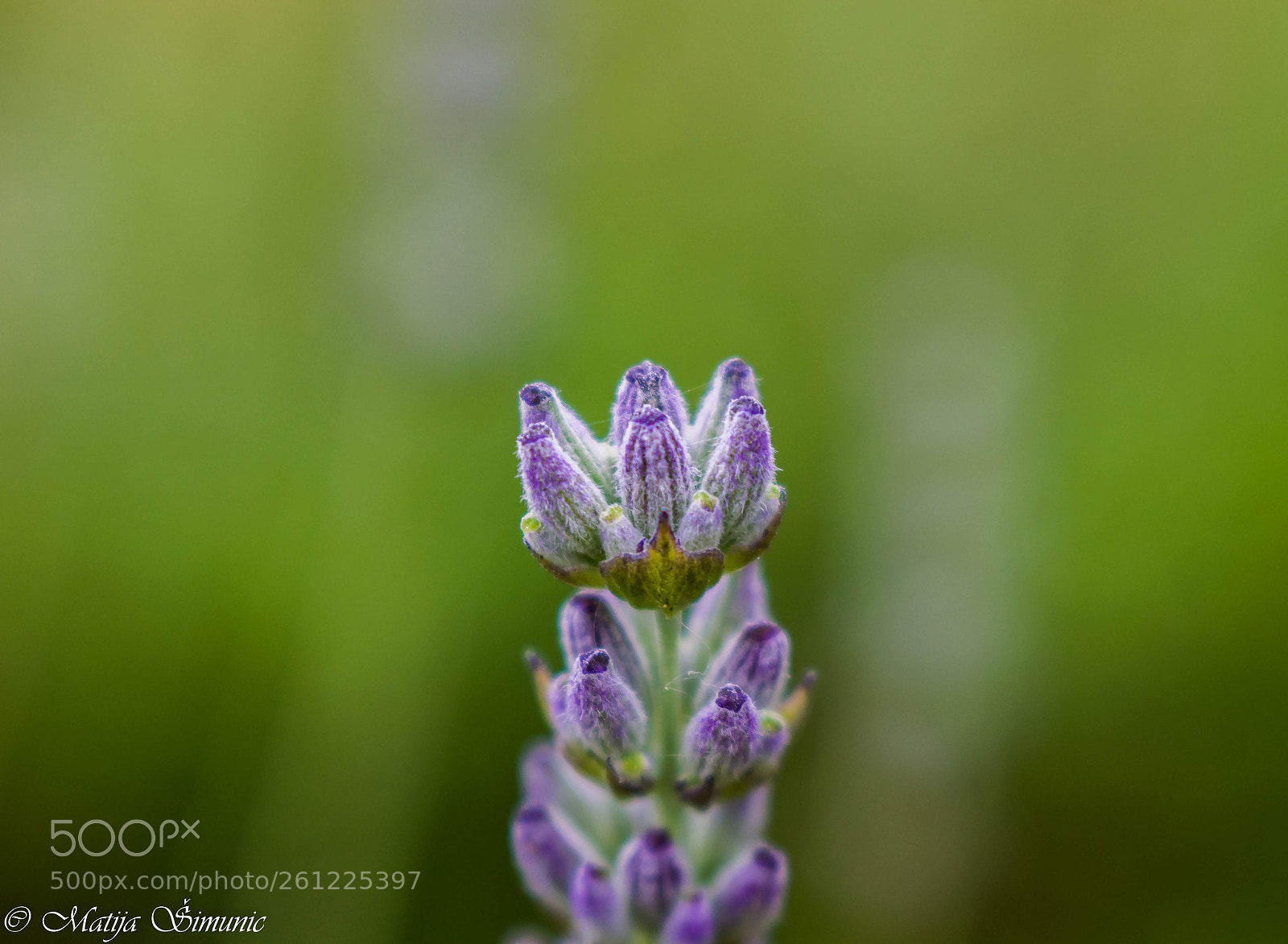 Nikon D5300 sample photo. Lavanda photography