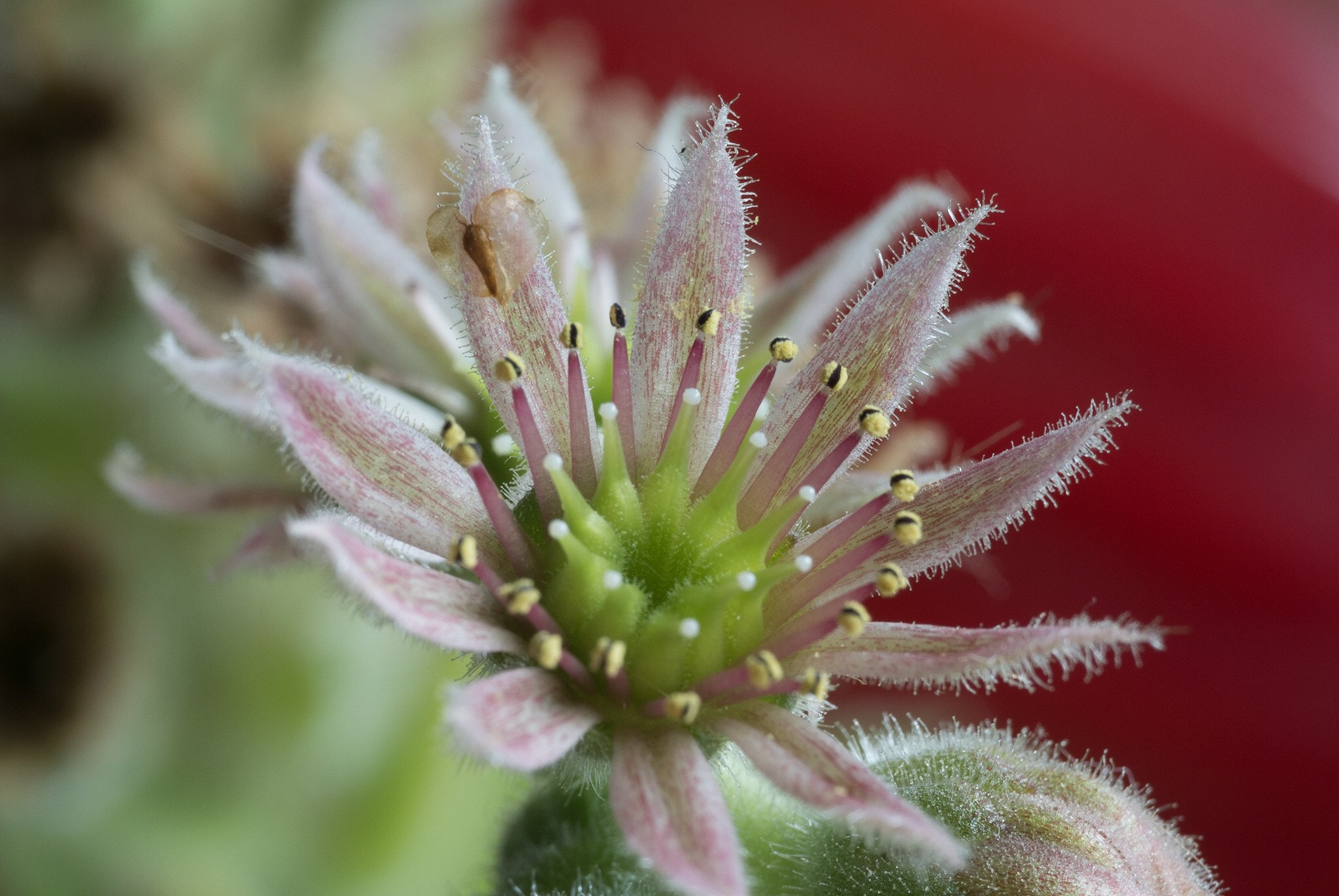 Nikon 1 V1 sample photo. Macro shot photography
