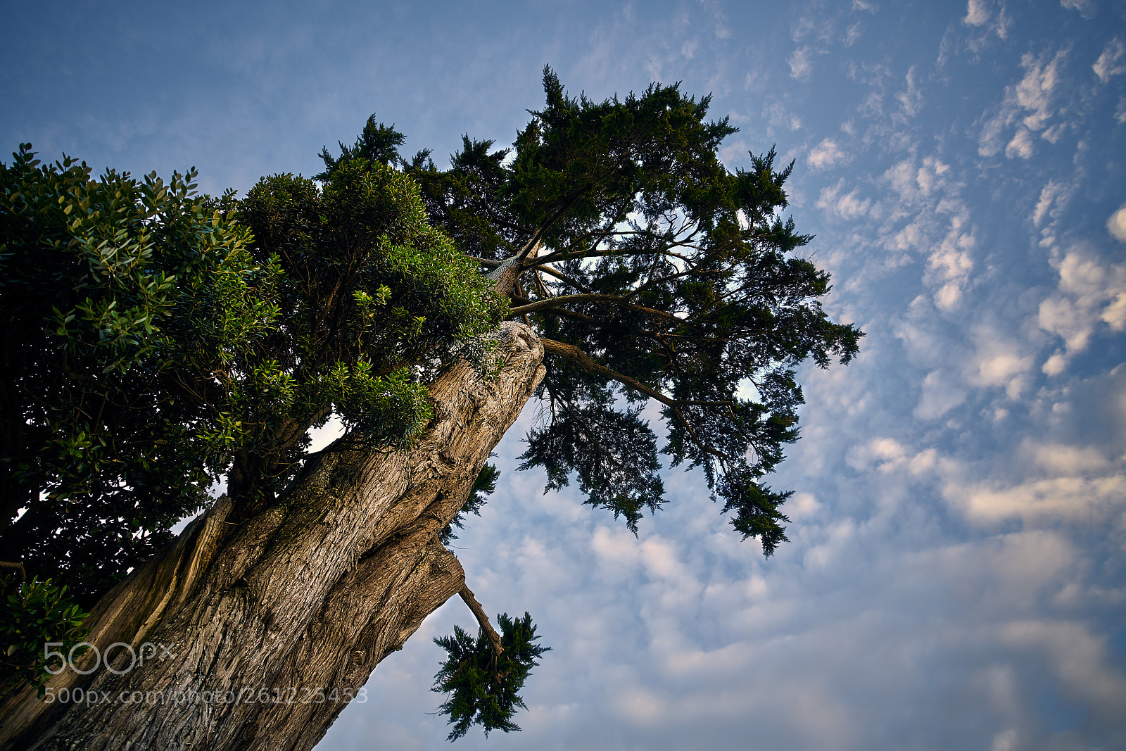 Sony a7R II sample photo. Dsc photography