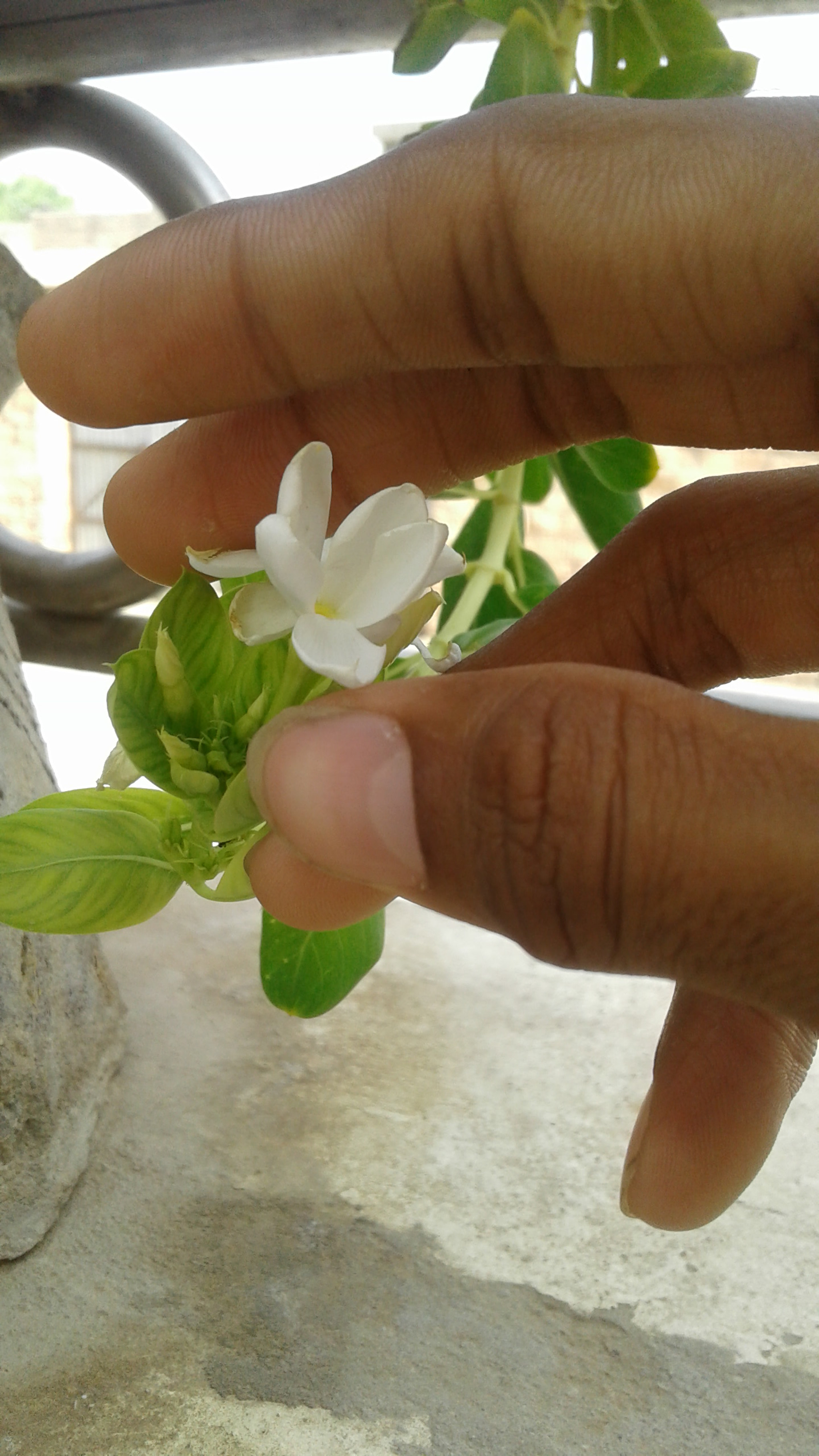 Samsung Galaxy J2 sample photo. Nature gonna dead photography