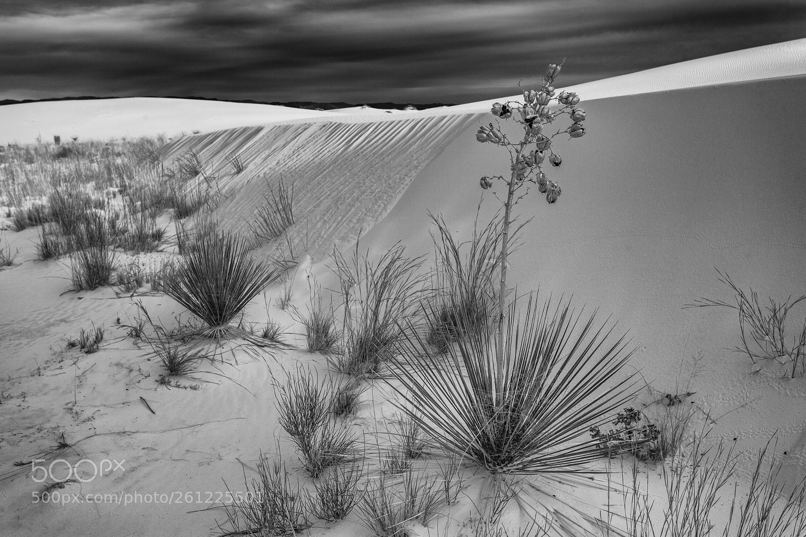 Canon EOS 5D Mark II sample photo. Life among the dunes photography