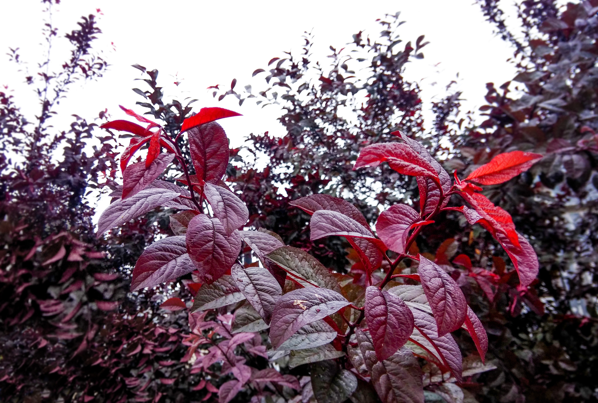 Xiaomi MI3 sample photo