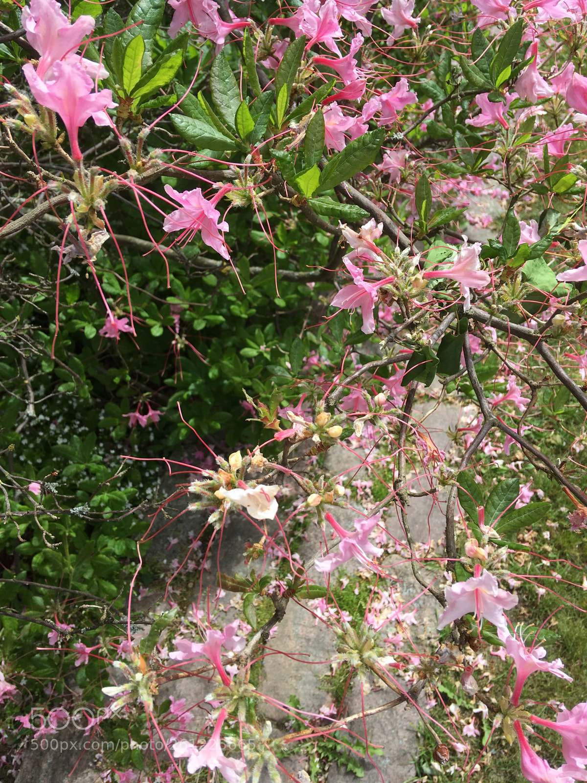 Apple iPhone SE sample photo. Untitled photography