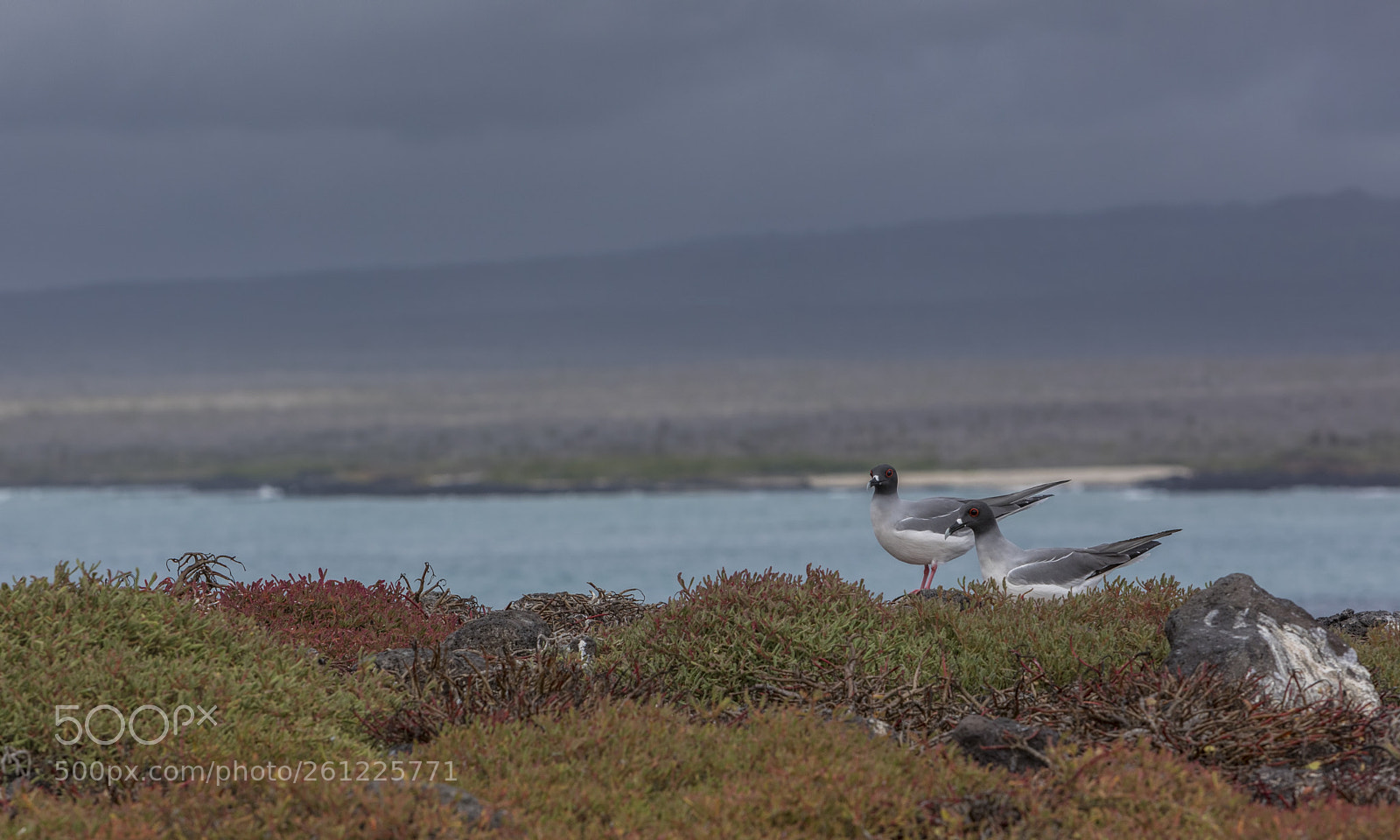 Canon EOS 5D Mark IV sample photo. Swallow-tailed gulls photography