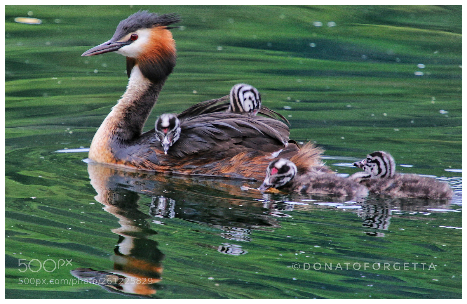 Canon EOS 70D sample photo. Svasso e piccoli appena photography