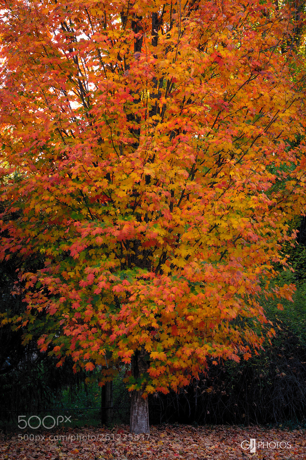 Canon EOS 60D sample photo. Autumn flush photography
