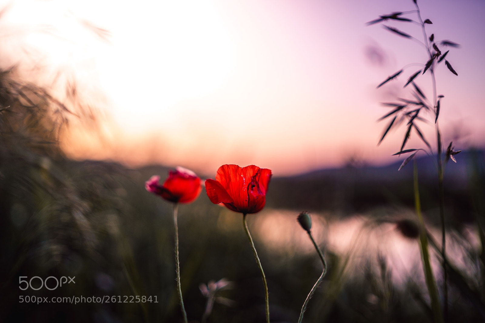 Sony a7R II sample photo. Sunset dreaming photography